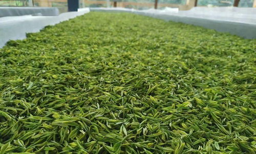 曲江茶谷白葉茶加工廠正式投入運營，開啟茶葉加工新篇章