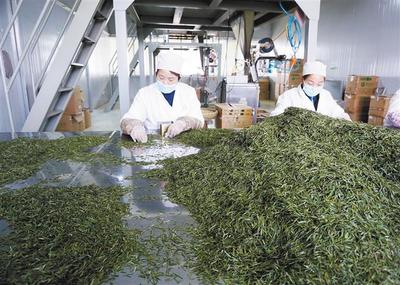 產學研融合，為茶葉加工“增色添香”